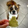 anniversaire-chiens-biscuits anniversaire-chiens-biscuits