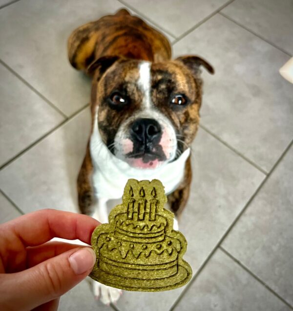 anniversaire-chiens-biscuits anniversaire-chiens-biscuits