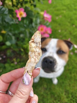 Anchois-doré-friandise-chien-chat