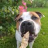 Anchois-doré-friandise-chien-chat Anchois-doré-friandise-chien-chat