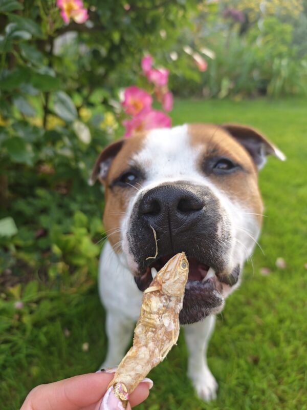 Anchois-doré-friandise-chien-chat Anchois-doré-friandise-chien-chat