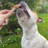 Anchois-doré-friandise-chien-chat Anchois-doré-friandise-chien-chat