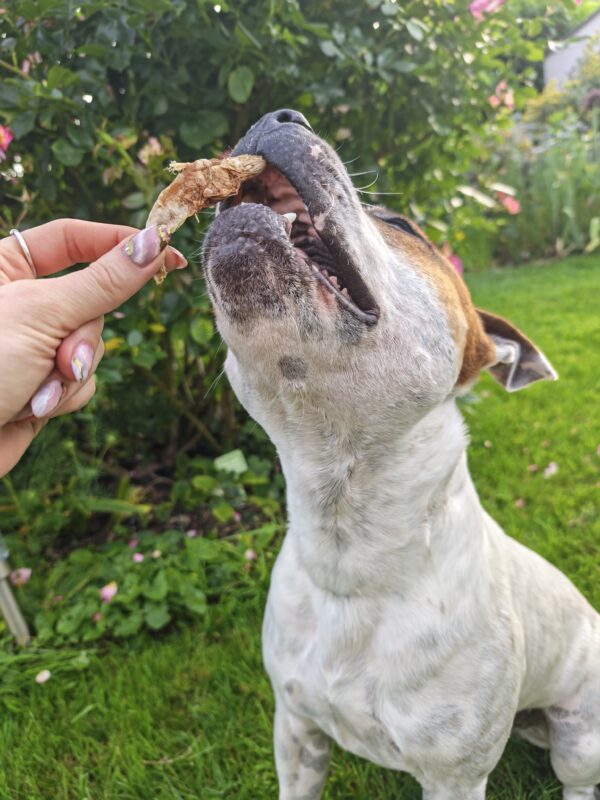 Anchois-doré-friandise-chien-chat Anchois-doré-friandise-chien-chat
